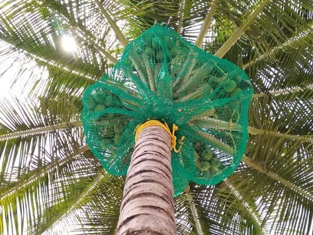 Pikki Safety Nets