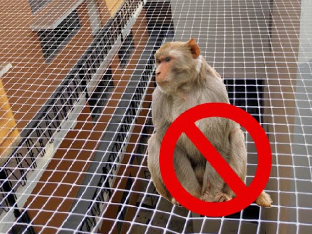 Pikki Safety Nets